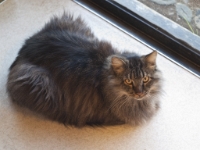 Hermes in kitchen P2280256